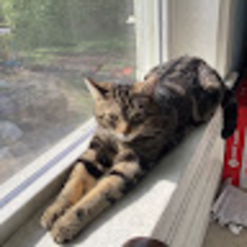 Meet your Posher, Bella